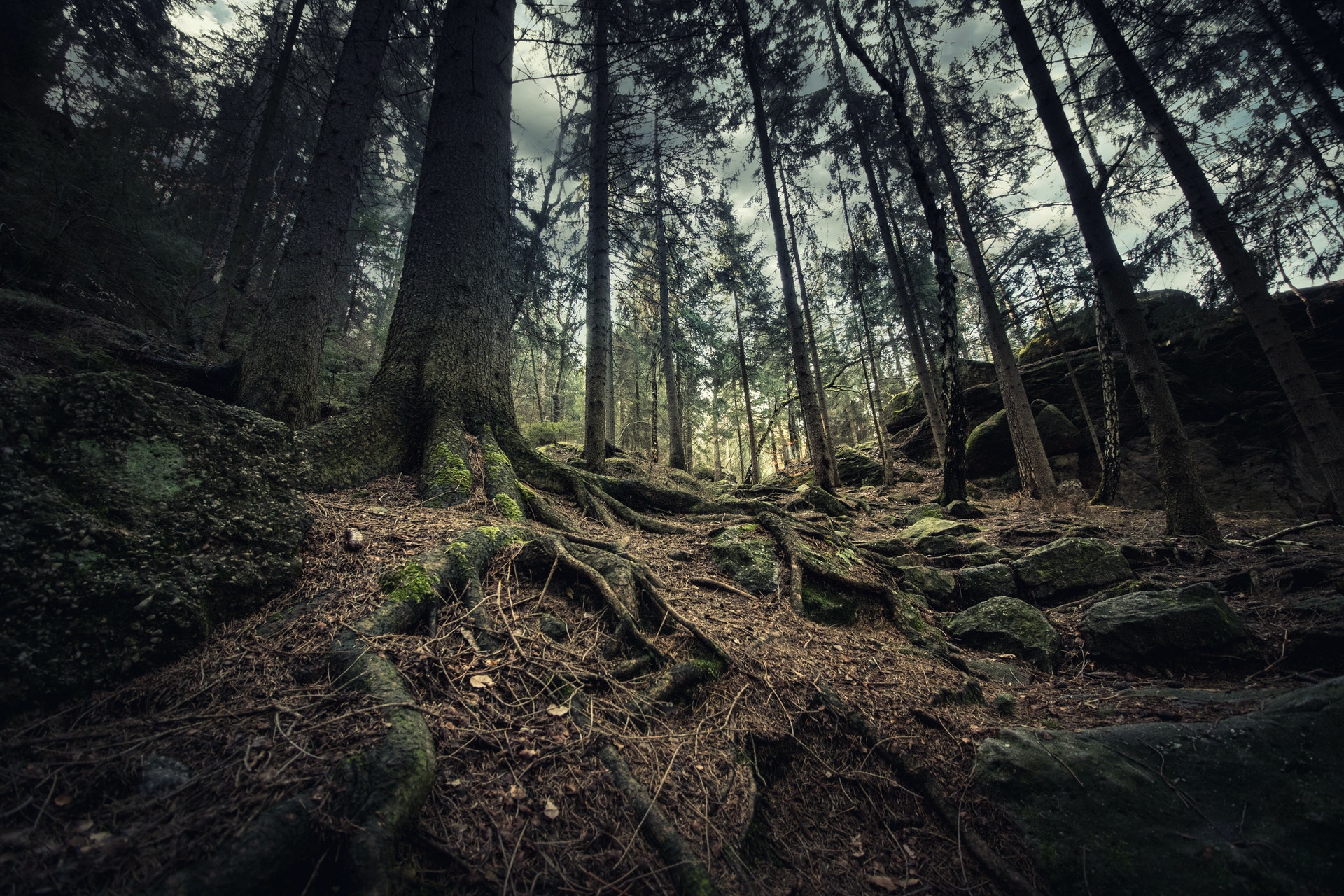 Tree Roots